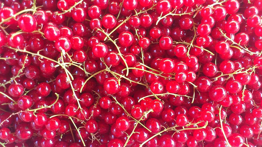 red currant, fruit, berry, food and drink, healthy eating, wellbeing HD wallpaper