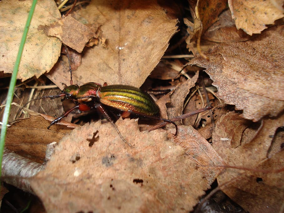 Beetle, Forest, Nature, krabbeltier, insect, animal, macro HD wallpaper