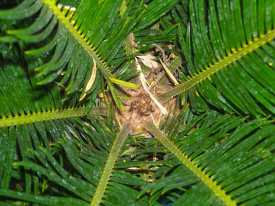 the tree, leaf, palm, green, nature, close-up, plant, green Color HD wallpaper