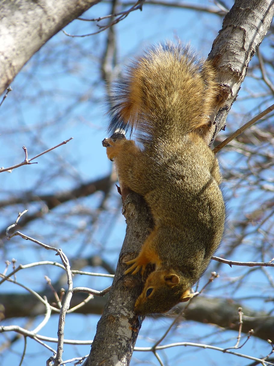 squirrel, spring, animal world, cute, nature, animal portrait HD wallpaper