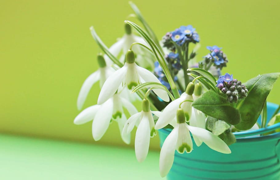 white flowers macro photography, snowdrop, forget me not, bucket, HD wallpaper