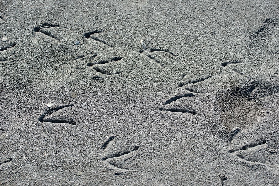 Beach, Tracks, Sand, Footprints, tracks in the sand, reprint, HD wallpaper