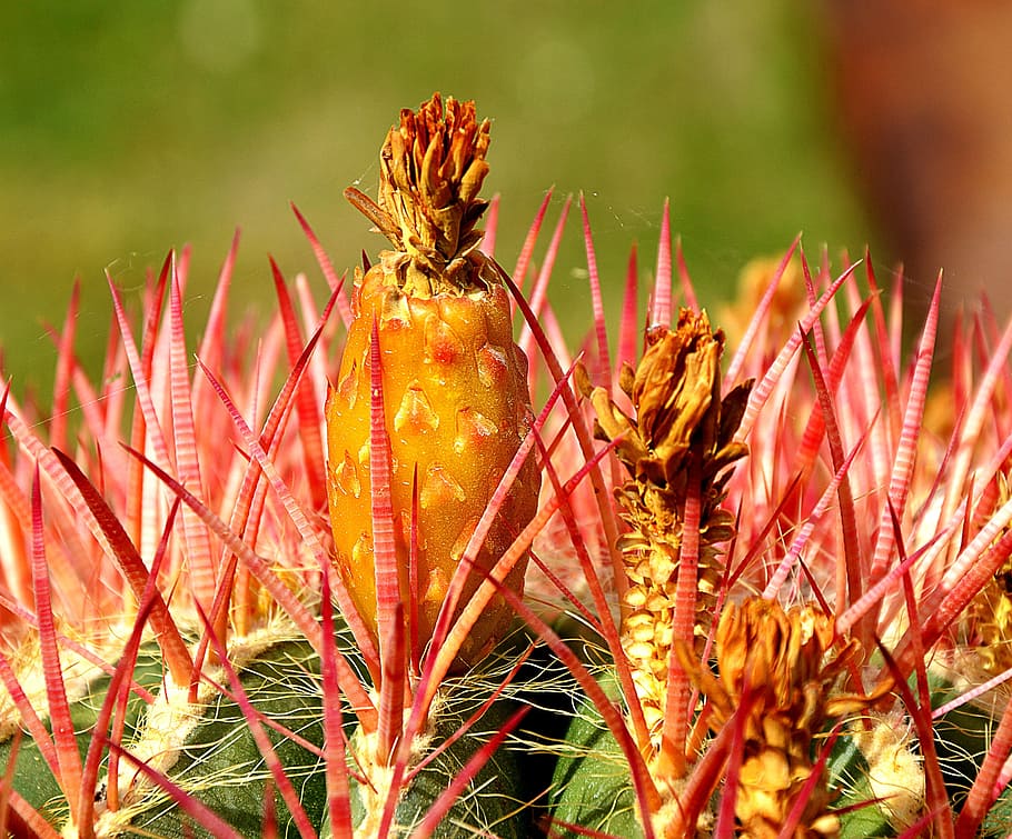 Cactus, Blossom, Bloom, Close, Spring, growth, nature, plant HD wallpaper