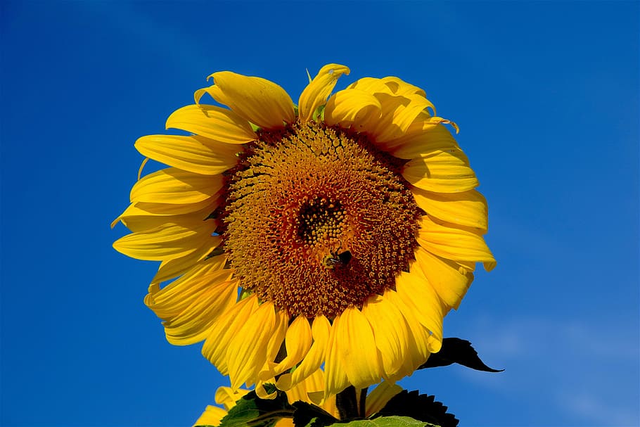 sunflower, bee, sky, nature, agriculture, yellow, rural, summer HD wallpaper