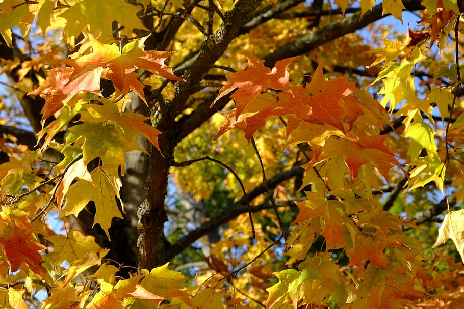selective focus photography of maple tree, maple tree at daytime HD wallpaper