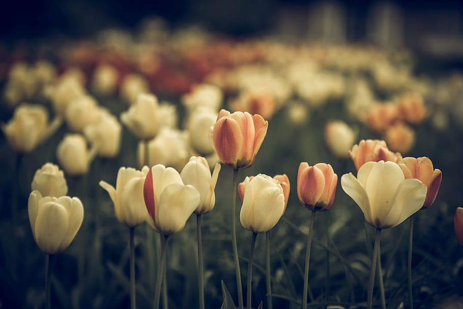 vintage look, tulips, faded, flower, blossom, bloom, close, HD wallpaper