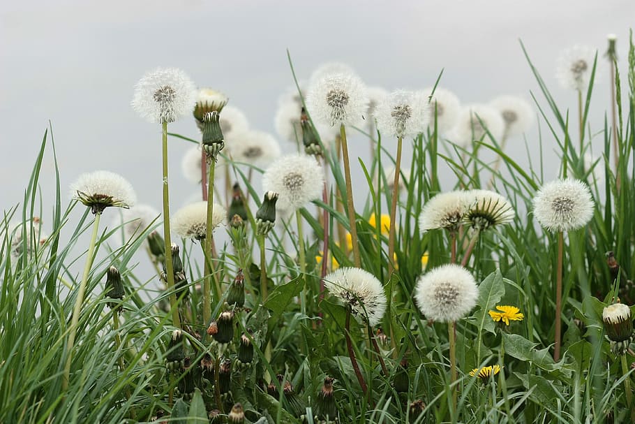Dandelion, Down, Plant, Stars, green, fluffy, garden, flower HD wallpaper