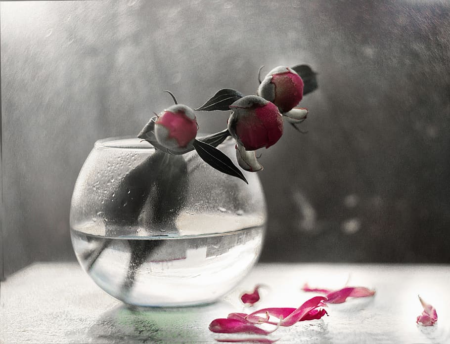 peony, light, glass, macro, cold, surface, contrast, photo HD wallpaper