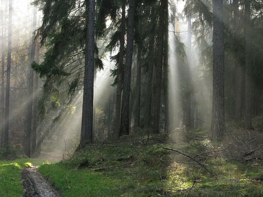 forest, light, nature, forests, sun, shadow, fog, sunrise, walk HD wallpaper