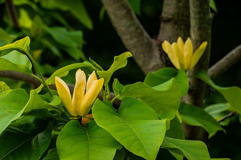 yellow magnolia, flower, blossom, spring, garden, plant, leaf