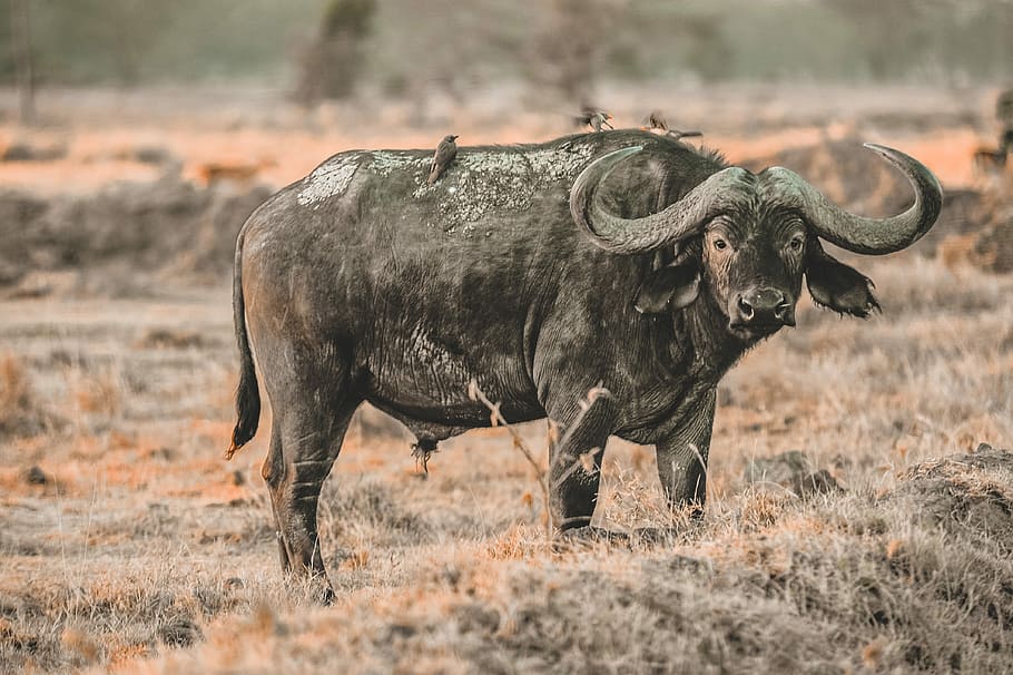 water buffalo, black water buffalo, animal, horn, curve, point, HD wallpaper