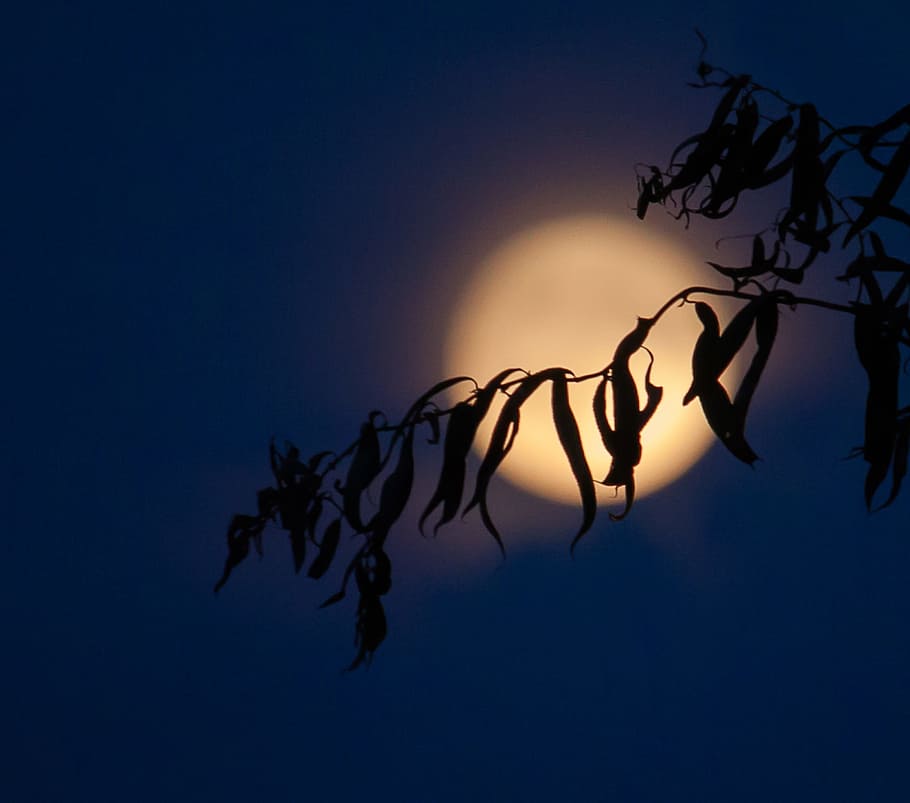moon, full moon, night, sky, darkness, blue, nature, no people HD wallpaper