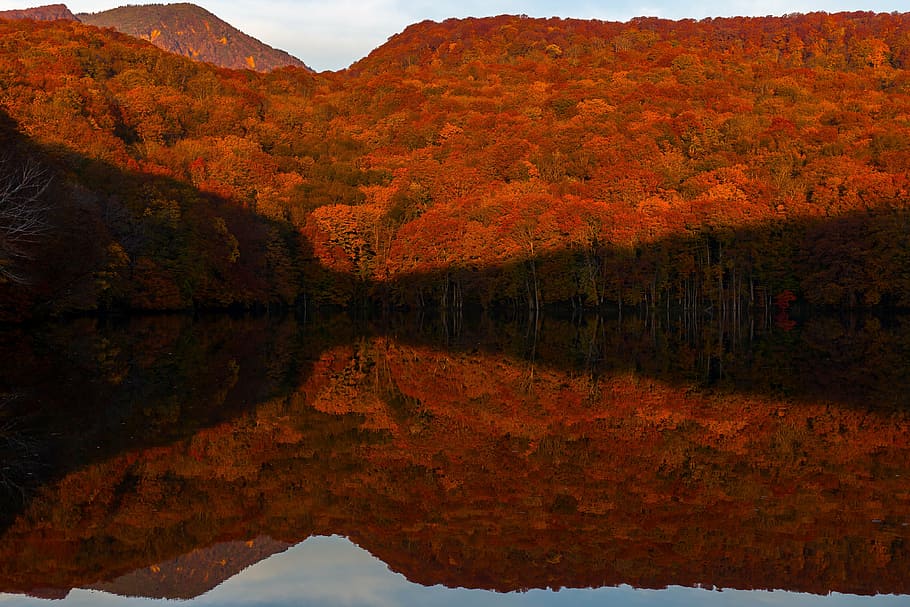 tsutanuma, autumnal leaves, aomori, lake, forest, reflection, HD wallpaper