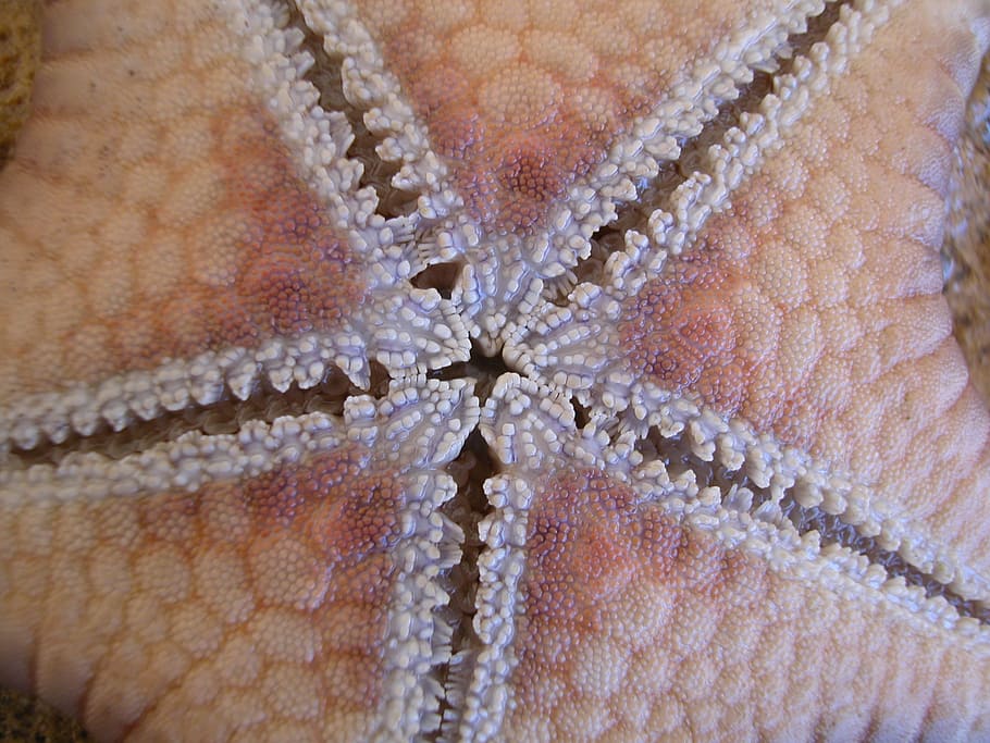 starfish, close, macro, close-up, sea-life, sea animal, marine HD wallpaper