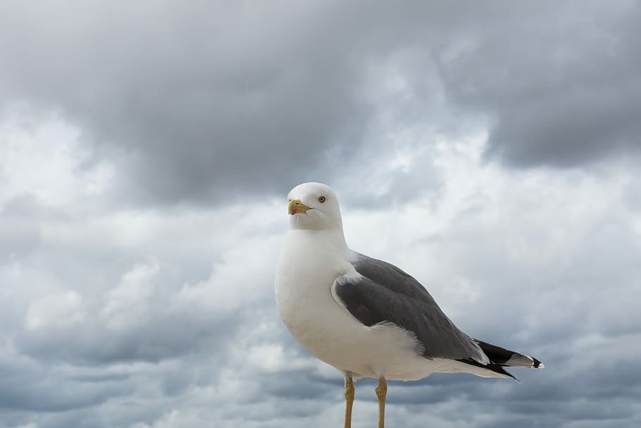 Seagull, Bird, Spring, Close, bill, animal, creature, sky, holiday HD wallpaper