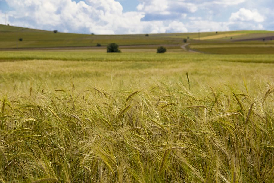 spike, horizon, landscape, agriculture, field, environment HD wallpaper