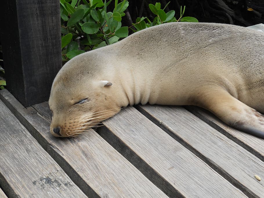 Seal, Galapagos, Ecuador, sea Lion, mammal, animal, seal - Animal HD wallpaper