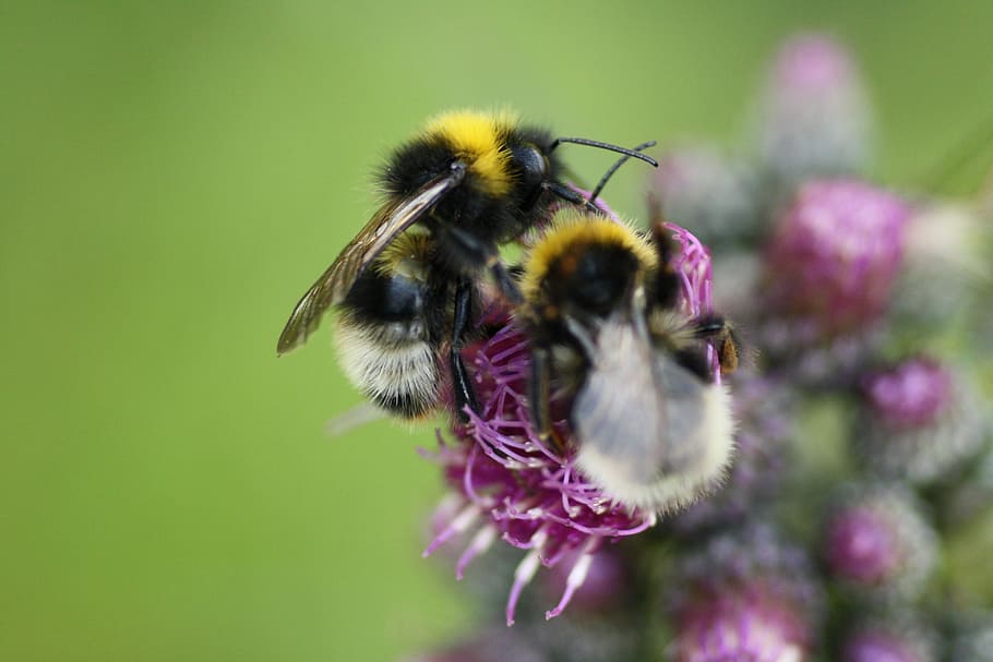 Insect, Flower, Nature, Macro, Bourdon, one animal, plant, animals in the wild HD wallpaper