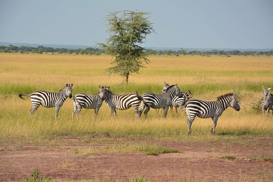 zebras standing on grass field at daytime, flock, wilderness, HD wallpaper