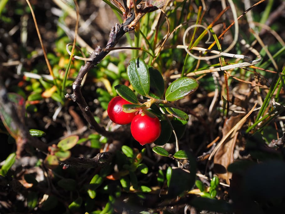 blueberries, maturation processes, immature, red, vaccinium heather plant HD wallpaper