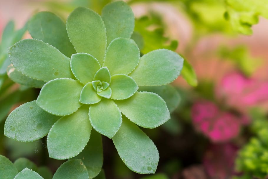Flower, Small, Spring, flowers, small flower, florir, flowery HD wallpaper