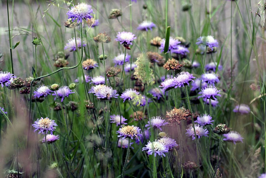 grass, flowers, wild, spring, flowering, nature, flowering plant HD wallpaper