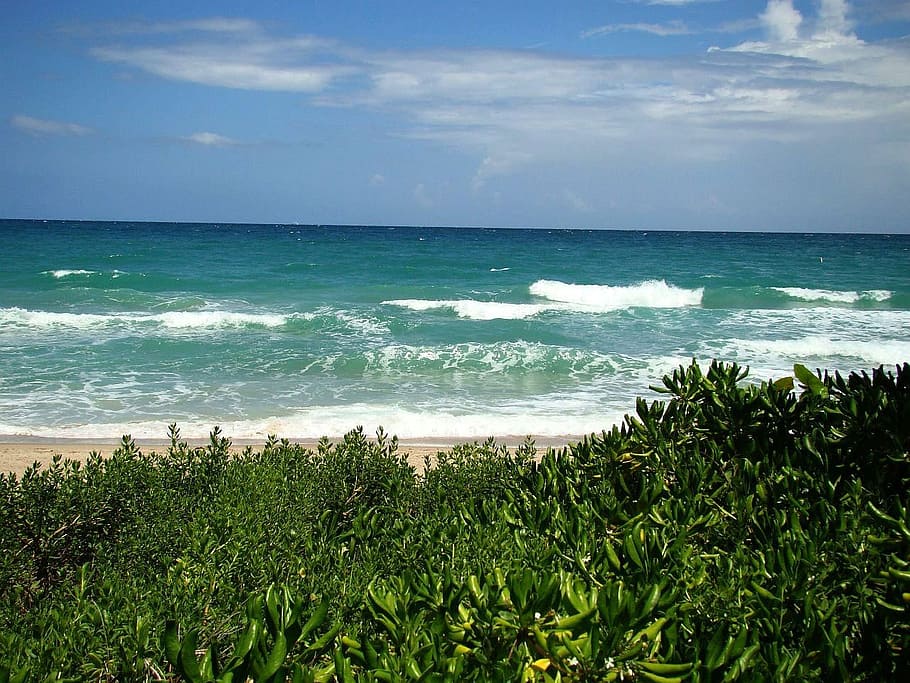 beach, ocean, sky, wave, flora, clouds, nature, sea, water HD wallpaper