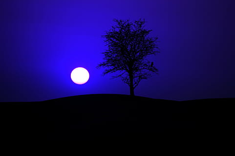 silhouette photo of tree under full moon, night, night sky HD wallpaper
