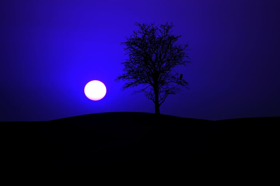 silhouette photo of tree under full moon, night, night sky, moonlight, HD wallpaper
