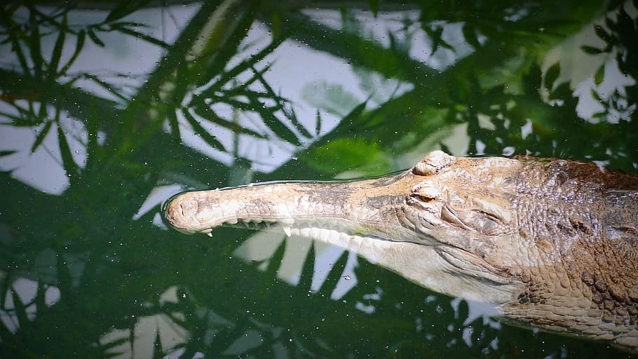 crocodile, predator, gavial, distinctive, animal, reptile, panzer HD wallpaper