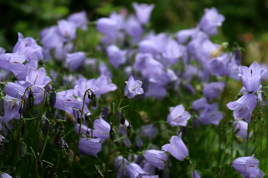 purple bell flowers during daytime shallow focus photography, HD wallpaper