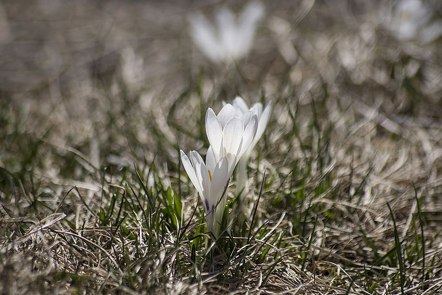 Crocus, Bloom, Spring, Plant, Blossom, flower, harbinger of spring HD wallpaper
