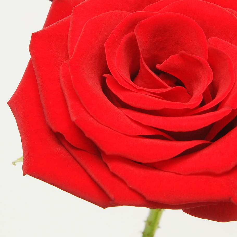 flower, spring, blossom, bloom, affection, fragrance, romantic HD wallpaper
