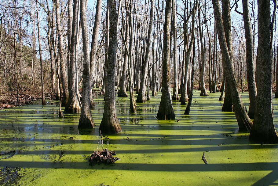 trees on body of water, Mississippi, Cypress Swamp, Swamp, Water, HD wallpaper