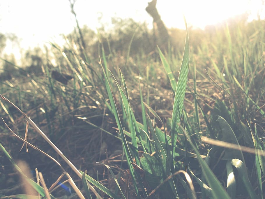 Leaves, Light, Grass, Greens, summer, straw, land, branch, sun HD wallpaper