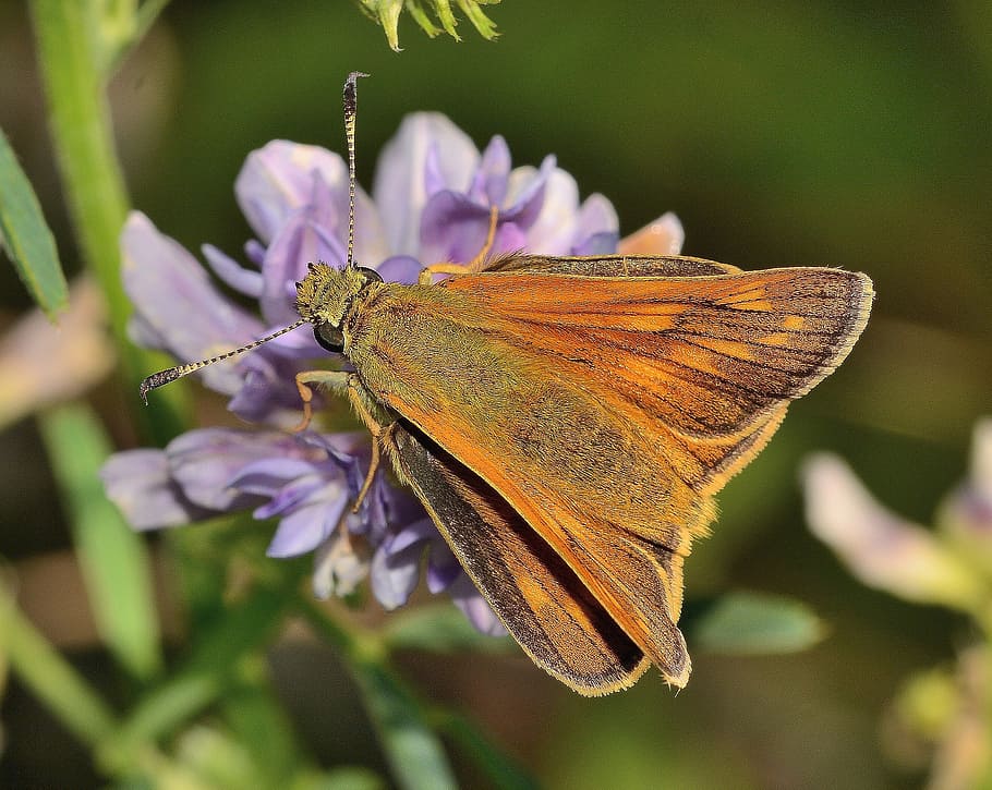insects, butterfly, thymelicus, nature, butterfly - Insect HD wallpaper