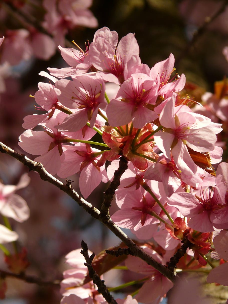 cherry blossom, bloom, tree, japanese cherry, japanese flowering cherry HD wallpaper