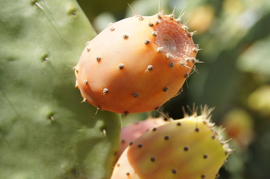 fruit, cactus, prickly pear, sun, green, south, close, cactus fig HD wallpaper