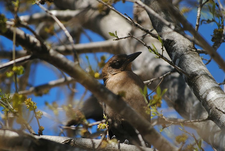 bird, tree, nature, branch, spring, leaf, plant, flower, animal HD wallpaper
