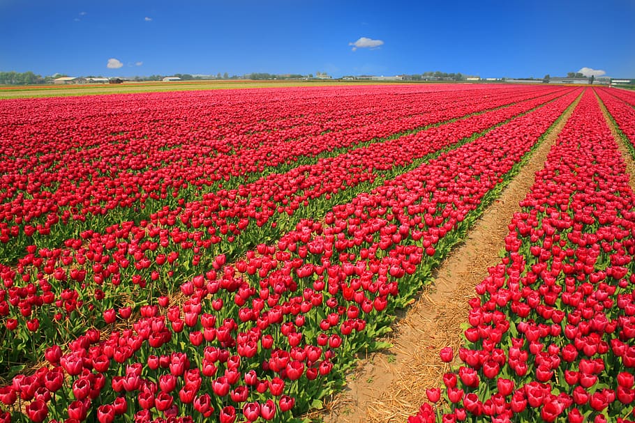 red tulip flower garden, tulip field, tulips, holland, nature, HD wallpaper