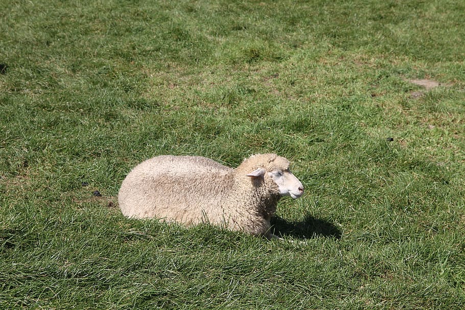 yang, ms when the ranch, grass, mammal, animal, animal themes HD wallpaper