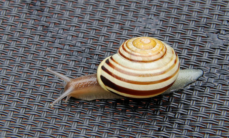 snail, shell, close, nature, mollusk, spiral, pattern, animal HD wallpaper