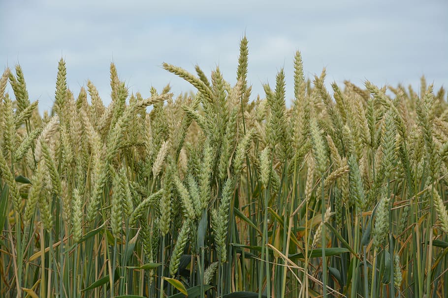 cereals, wheats, fields, wheat-hard, agriculture, spikes, crop HD wallpaper
