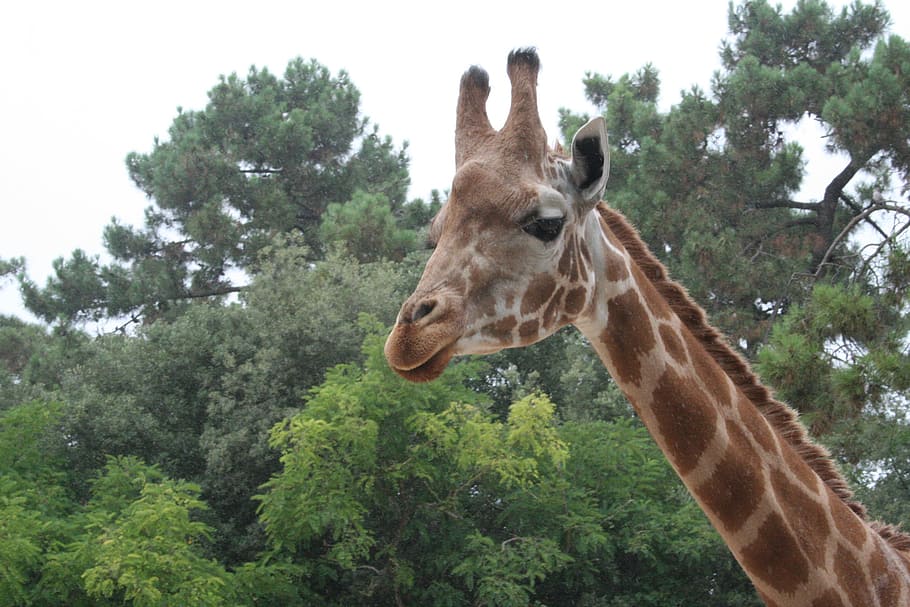 giraffe, tree, nature, one animal, animal themes, mammal, animal wildlife HD wallpaper