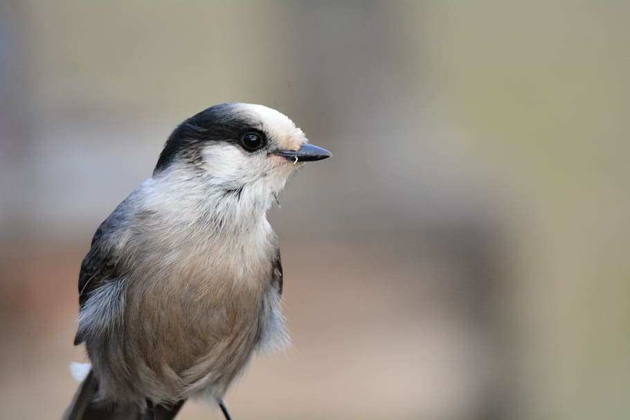 bird, blue, jay, nature, eurasian jay, wildlife, fauna, animal HD wallpaper