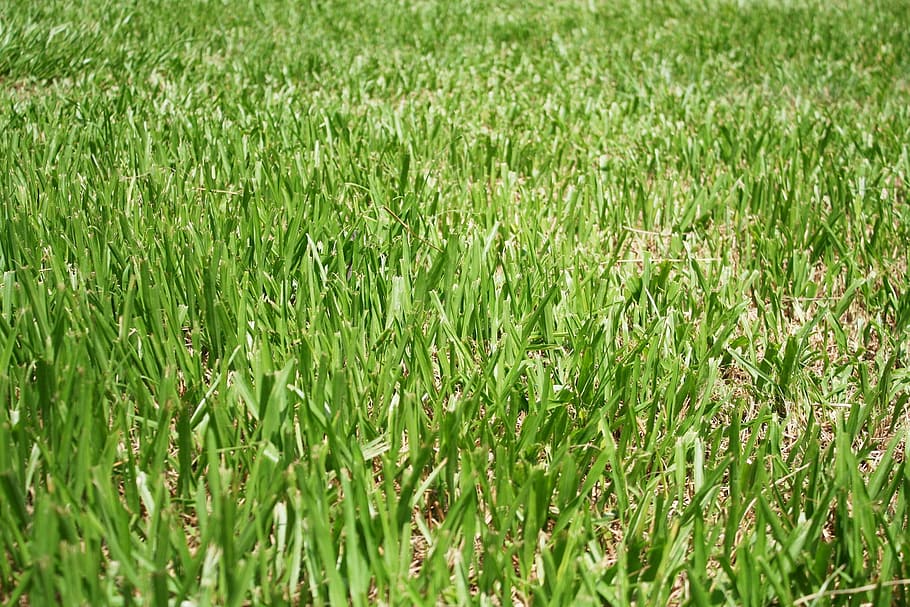 grassland, natural, environment, nature, backgrounds, growth HD wallpaper