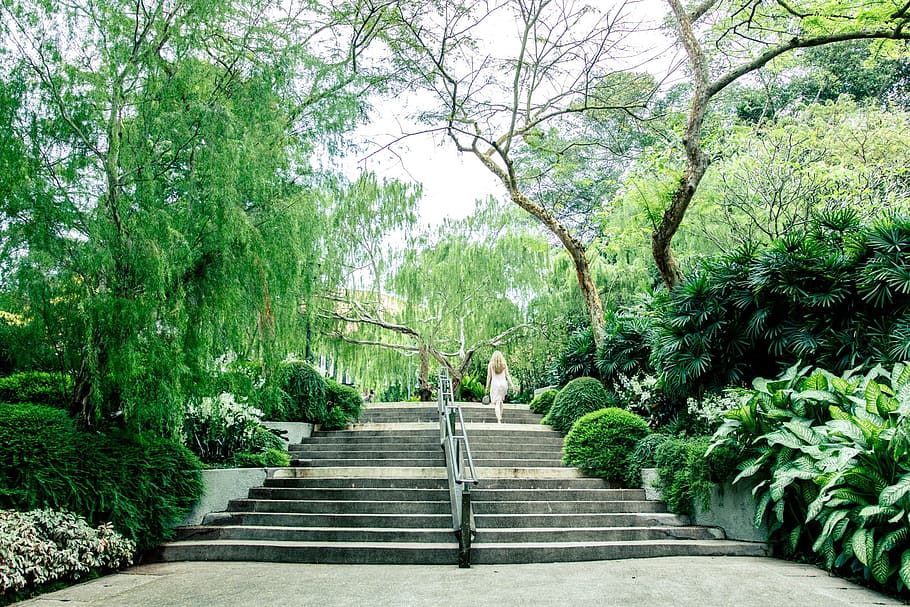 Singapore, Botanic Garden, Steps, Stair, green, fresh, tree, HD wallpaper