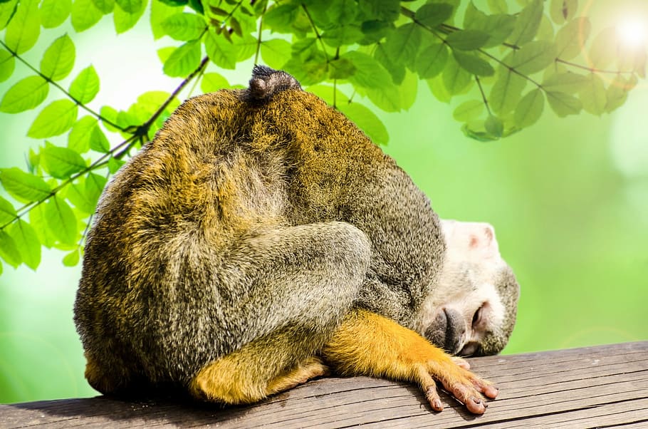 brown monkey, green, amazon, squirrel, rainforest, tree, snout HD wallpaper