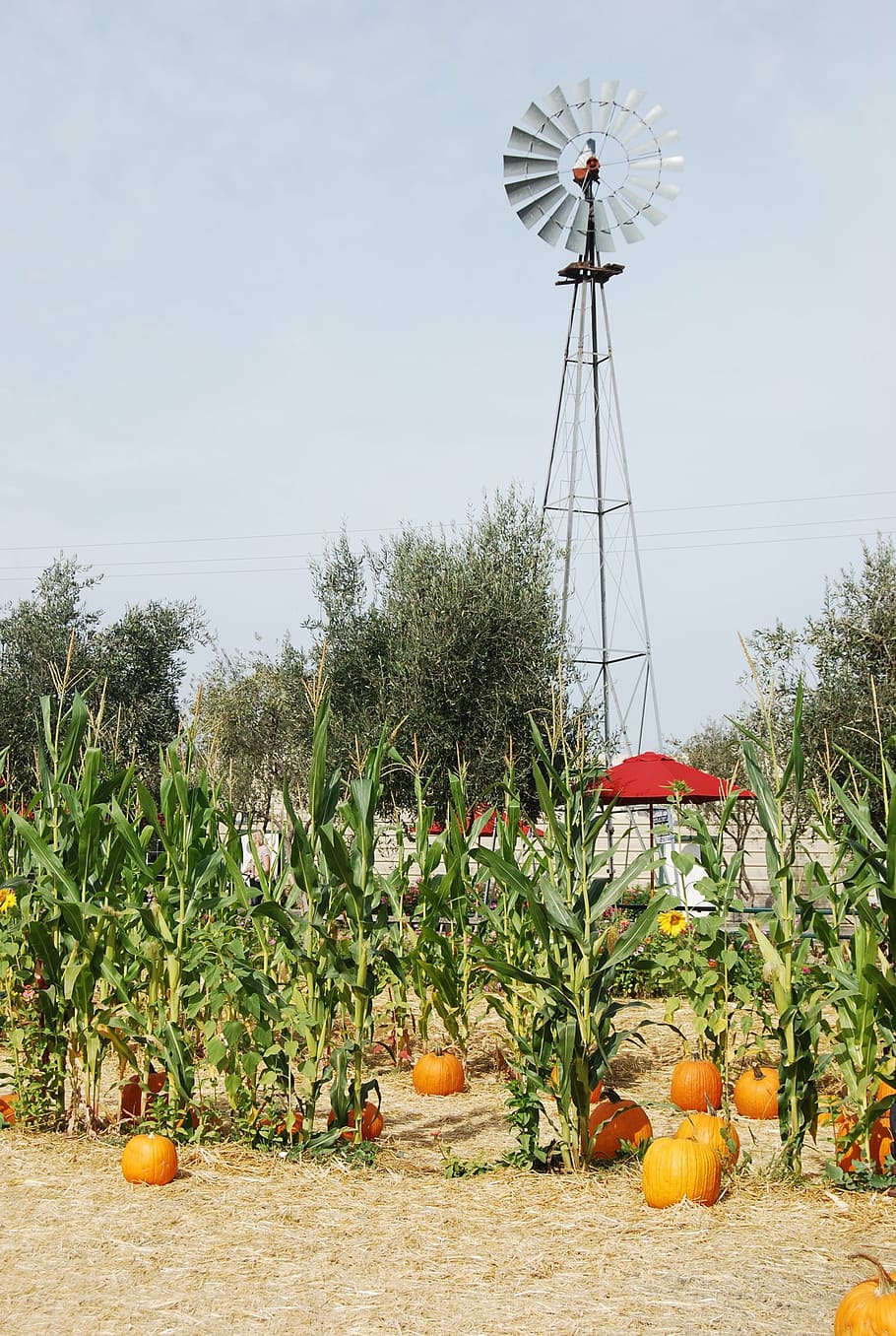 windmill, farmland, pumpkin patch, corn stalk, natural, energy HD wallpaper