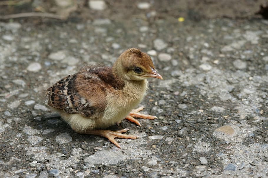 brown sparrow chick, chicks, peacock, cute, animal themes, bird HD wallpaper
